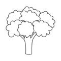 Broccoli vegetable icon