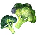 Broccoli vegetable isolated on white background Royalty Free Stock Photo