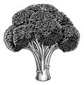 Broccoli Vegetable Vintage Woodcut Illustration