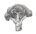 Broccoli in vintage engraving style. Healthy food sketch vector illustration