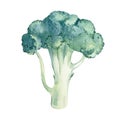 Broccoli watercolor hand drawn illustration isolated on white background Royalty Free Stock Photo