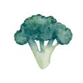 Broccoli watercolor hand drawn illustrations set isolated on white background Royalty Free Stock Photo