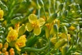 Broccoli yellow flowers macro detail