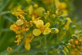 Broccoli yellow flowers macro detail