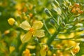 Broccoli yellow flowers macro detail