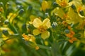 Broccoli yellow flowers macro detail