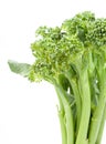 broccolini baby broccoli isolated Royalty Free Stock Photo