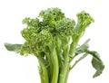 broccolini baby broccoli isolated Royalty Free Stock Photo