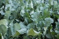 broccolini plant in field. broccoli growing in vegetable garden.