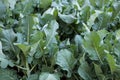 broccolini plant in field. broccoli growing in vegetable garden. Royalty Free Stock Photo