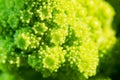 Broccolo romanesco Royalty Free Stock Photo