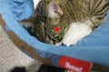 Brocken claw sticked in head after fight between cats red arrow