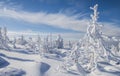 Brocken Winter Trees and Blue Sky