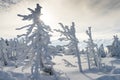 Brocken Winter Trees and Sun