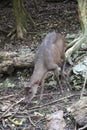 Brocket Deer