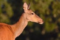 Brocket red deer stag in autumn meadow. Royalty Free Stock Photo