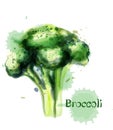 Brocoli icon Vector watercolor. delicious green vegetable templates