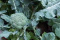 brocoli plant in field. broccoli growing in vegetable garden. Royalty Free Stock Photo