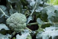 brocoli plant in field. broccoli growing in vegetable garden.