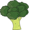 Brocolli Royalty Free Stock Photo