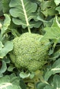 Brocolli