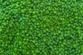 Brocolli bunch close up Royalty Free Stock Photo