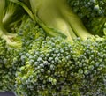 Brocolli in close up Royalty Free Stock Photo