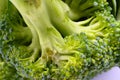 Brocolli in close up Royalty Free Stock Photo