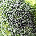 Brocolli floret background Royalty Free Stock Photo