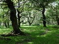 Brocton Coppice