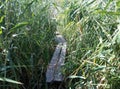 A brodge of narrow boards over the reeds leading to the river