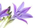 Brodiaea Royalty Free Stock Photo