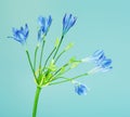 Brodiaea Blue Flower
