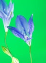 Brodiaea Blue Flower