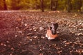 An brogue in the autumn forest Royalty Free Stock Photo