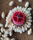 Broiler chicks feeding arrangement looking as flower