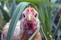Broiler chicken close-up focus on the eyes, peeking out of the grass Royalty Free Stock Photo
