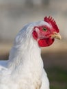 Broiler chicken Royalty Free Stock Photo