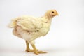 Broiler chicken 21 days old isolated on white Royalty Free Stock Photo