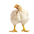 Broiler chicken 21 days old isolated on white Royalty Free Stock Photo