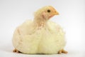 Broiler chicken 21 days old on white Royalty Free Stock Photo