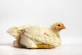 Broiler chicken 30 days old on white. Royalty Free Stock Photo