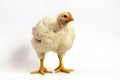 Broiler chicken 30 days old on white. Royalty Free Stock Photo