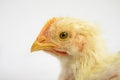 Broiler chicken 21 days old on white. Close up Royalty Free Stock Photo