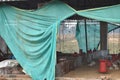 A view of white broiler chicken farm, cornish chickens for commercial, hardware cloth netting and feeder drinker inside
