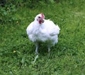 Broiler chicken walks on a green lawn