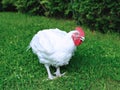 Broiler chicken walks on a lawn