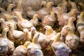 Broiler chickens bask under a lamp in a chicken coop in a village