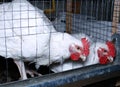 Broiler chickens eating combined feed in the cage