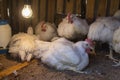 Broiler chickens in homemade chicken house